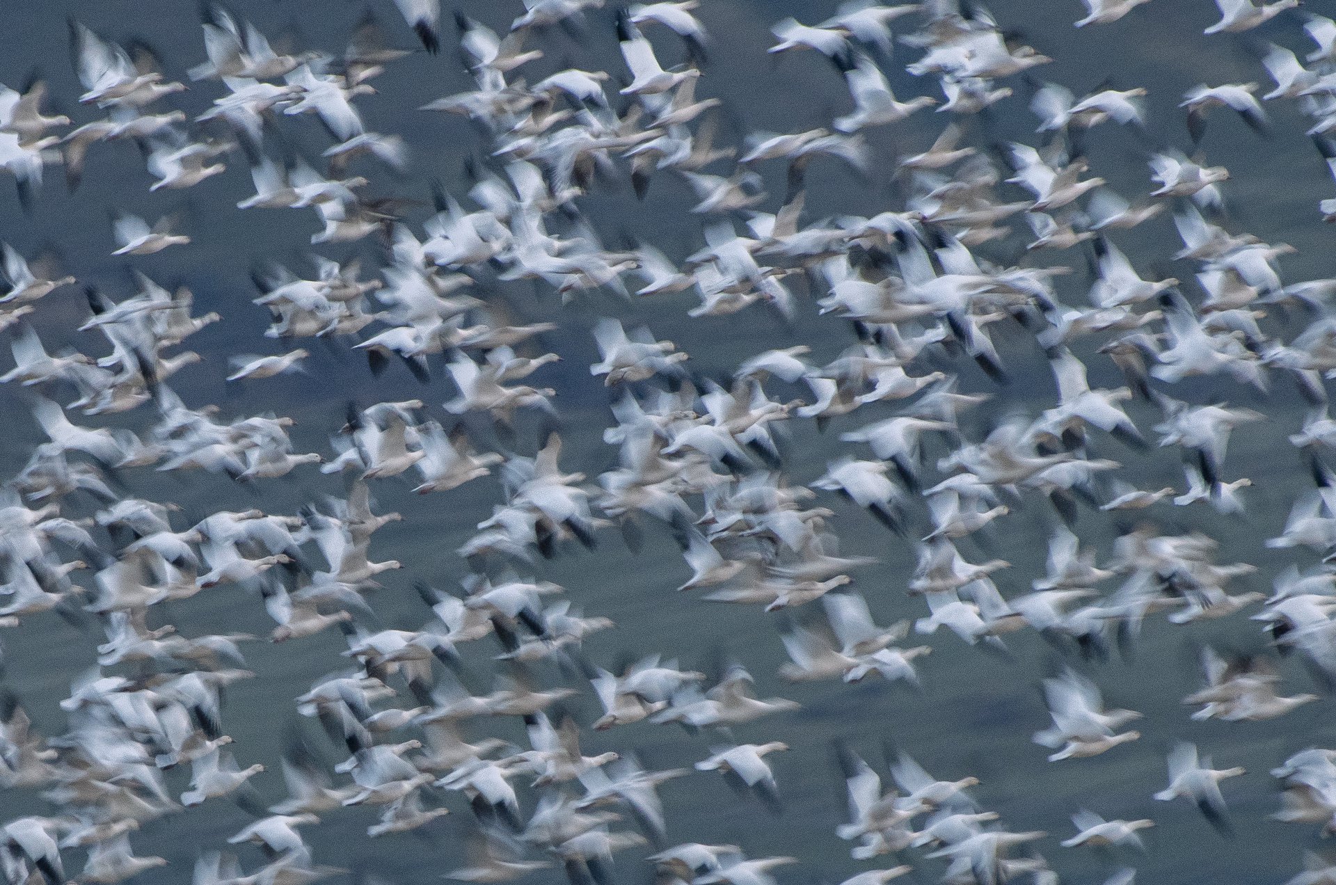 Snow Geese